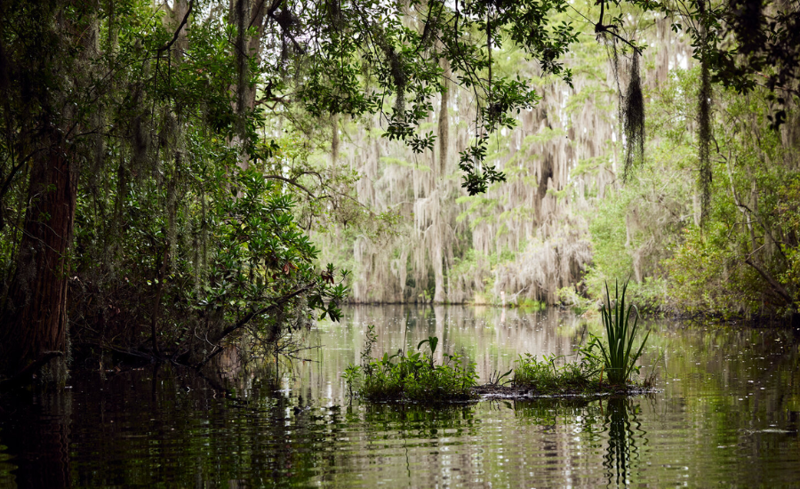 Swampy Area in the Southern US NYT