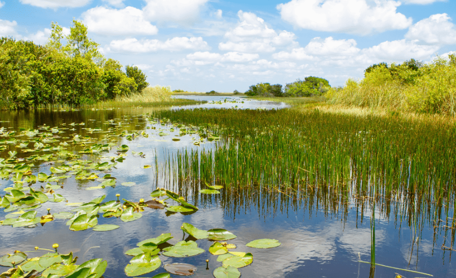 Swampy Area in the Southern US NYT