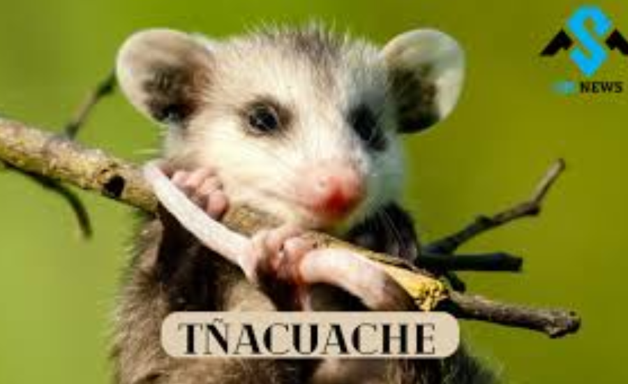 Tñacuache